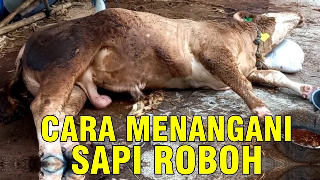 
                                 Cara-Mengatasi-Sapi-Ambruk-Roboh-Ampuh